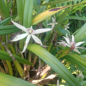 Orquídea Prosthechea Fragans - Flor de Garrapata