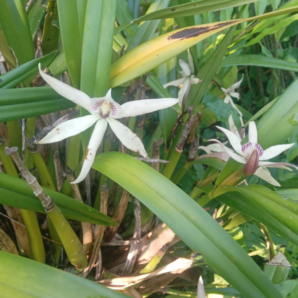 Orquídea Prosthechea Fragans - Flor de Garrapata