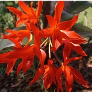 Cattleya aurantiaca