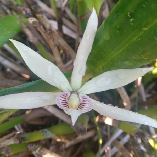 Orquídea Prosthechea Fragans - Flor de Garrapata - Image 2
