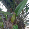 20240828_144628_0000 Cattleya aurantiaca