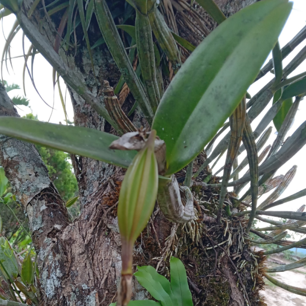 Cattleya aurantiaca - Image 2