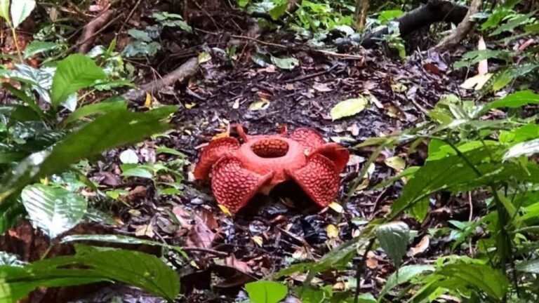 Rafflesia Arnoldii: Características, Hábitat y Curiosidades. - Plantas EJJG