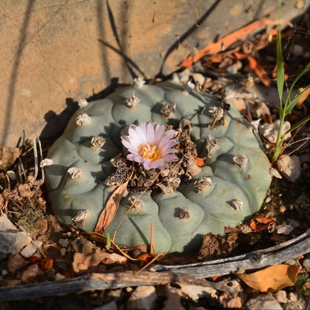 Lophophora Williamsii (Peyote): Cuidados, Flor y efectos. - Plantas EJJG