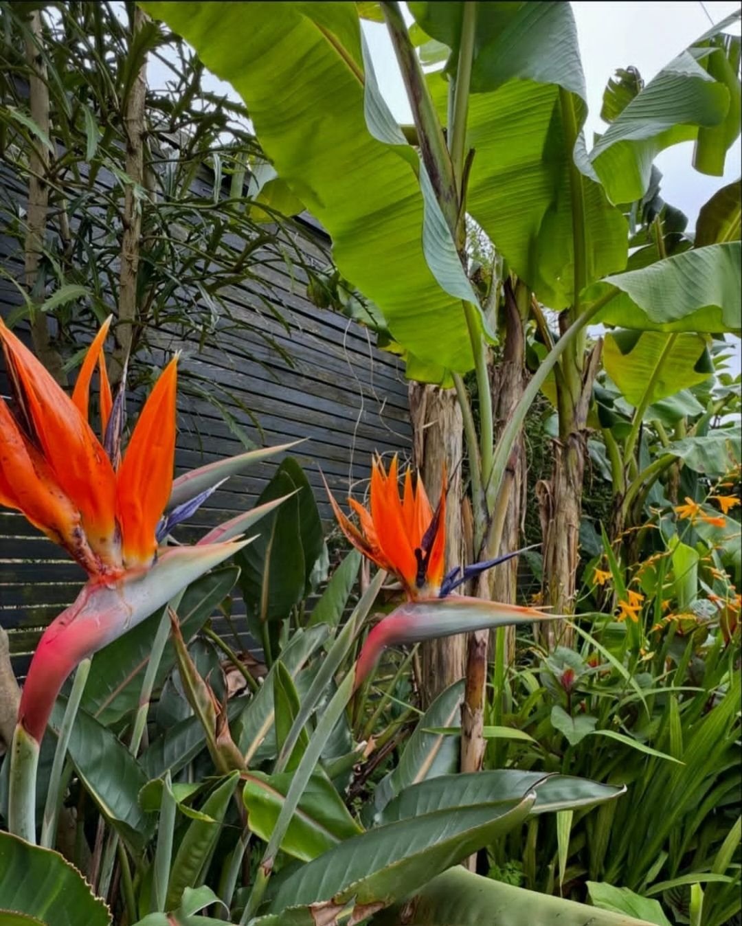 strelitzia-reginae-riego-reproducci-n-y-h-bitat-plantas-ejjg